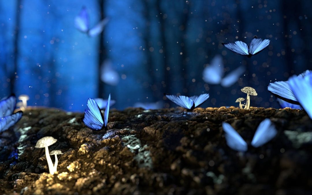 How do I find magic mushrooms?