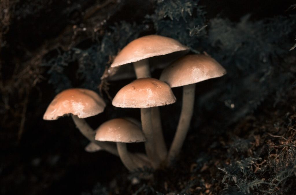 How does psilocybin work?