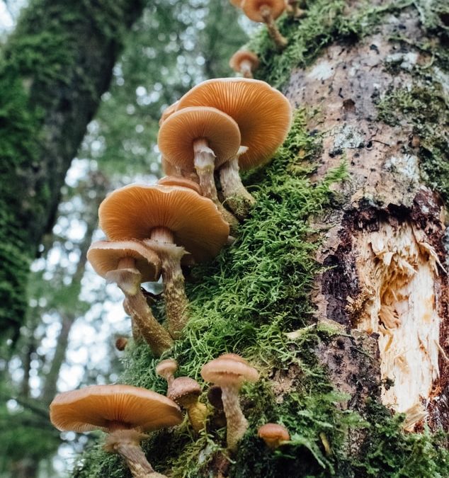 How much should I take and How should I take them?