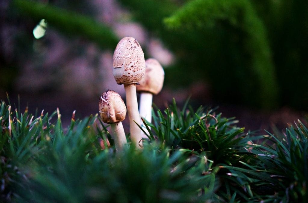 What are the myths and misconceptions about psychedelics?