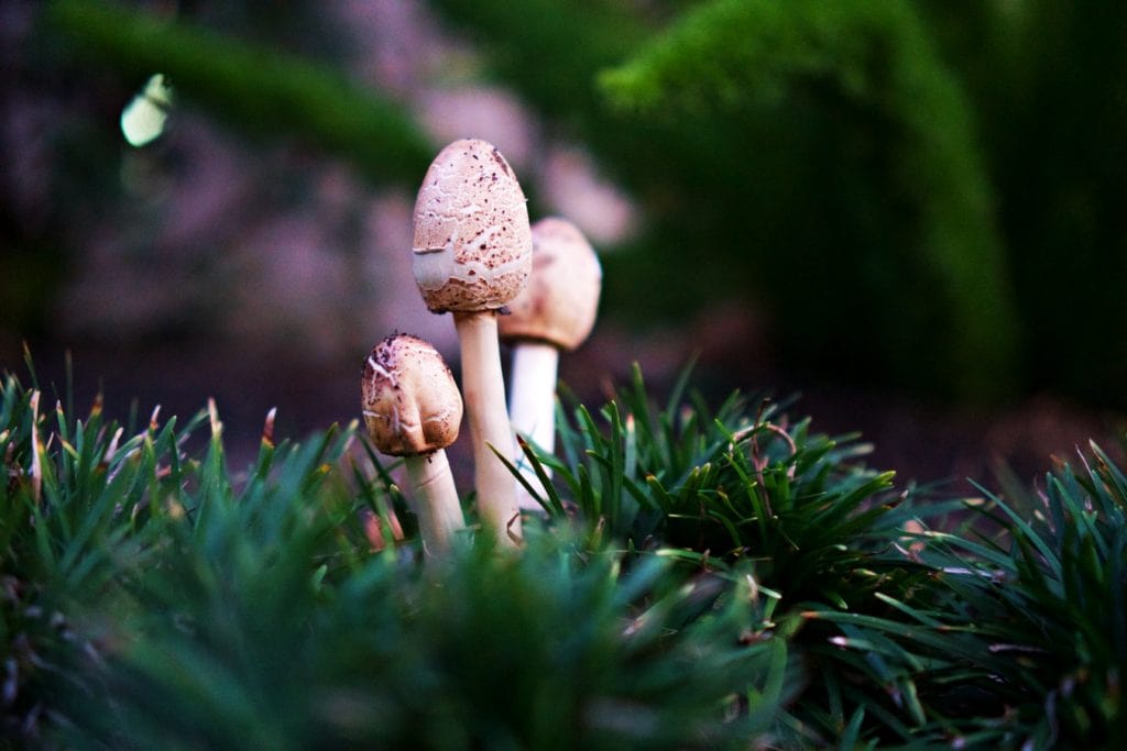 thin mushrooms in grass