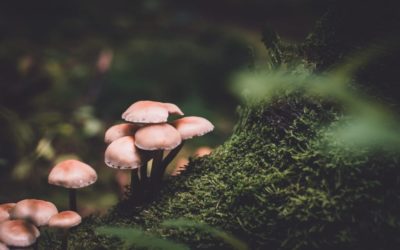 Welcome to MigraineBusters